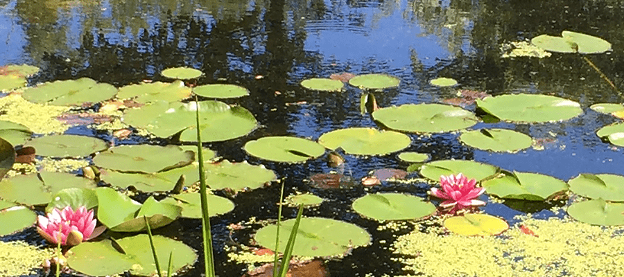 pond lotus